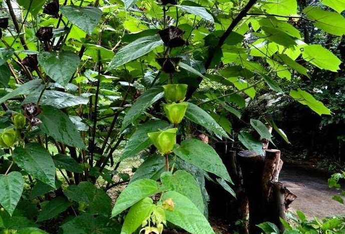 树脂大戟是什么植物?为什么它比朝天椒还辣?它能不能食用?