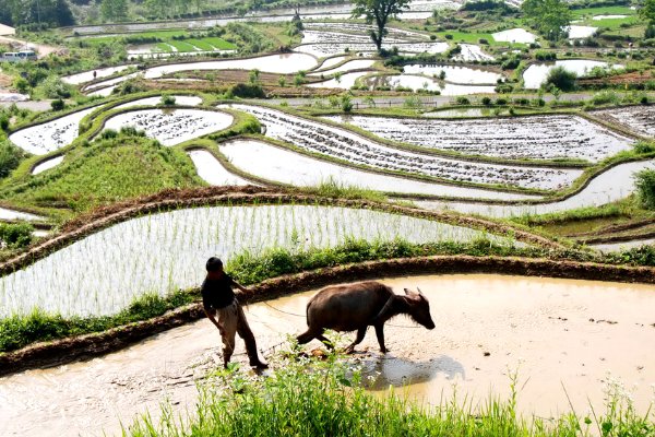 什么是精耕细作