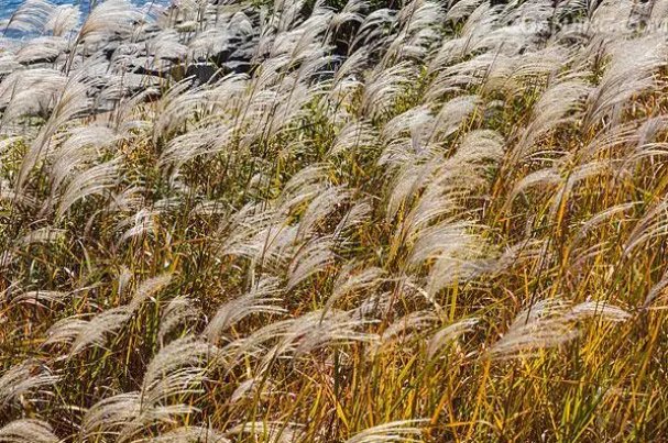 breeze是什么意思？