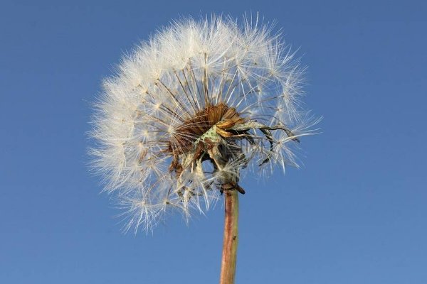 哪些花的花语是救赎？