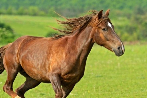 缺月再圆打一动物生肖