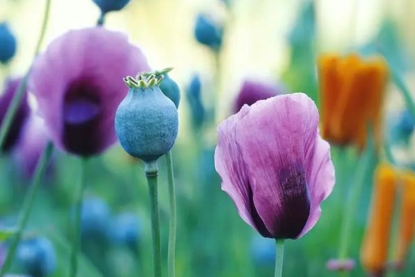 哪些花的花语是救赎？