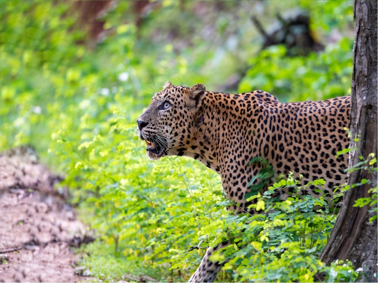 十大最强豹子排名