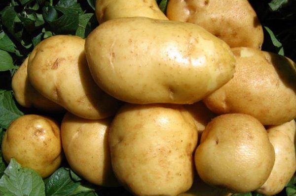 土豆不宜存放在什么地方