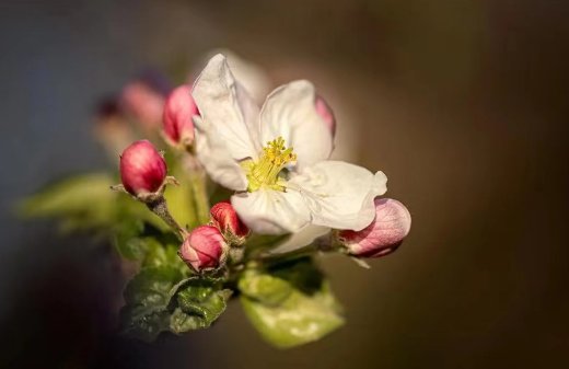 关于植物的现代诗歌简短