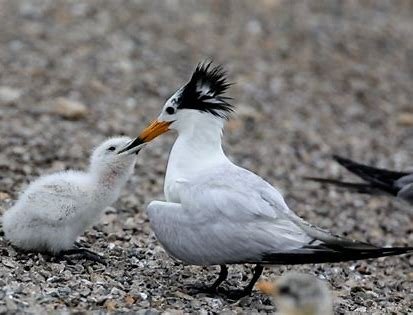 近百只极危鸟类停留胶州湾！我们该如何保护这种鸟？