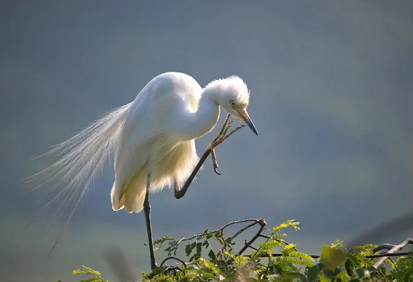 食人鱼最怕什么东西