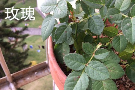月季花和玫瑰花有什么区别啊?