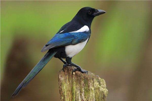 俗语“家中出现三喜，好事接踵而至”，是哪三喜？会有哪些好事？