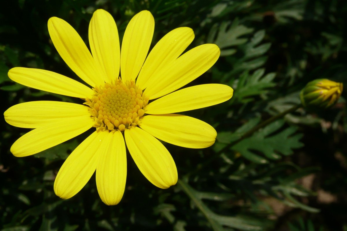 小黄花必备软件推荐