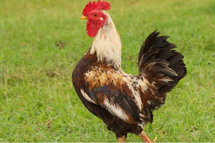 净几明窗的生肖正确答案