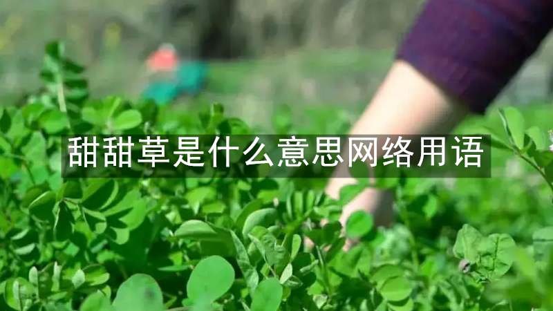 甜甜草是什么意思网络用语