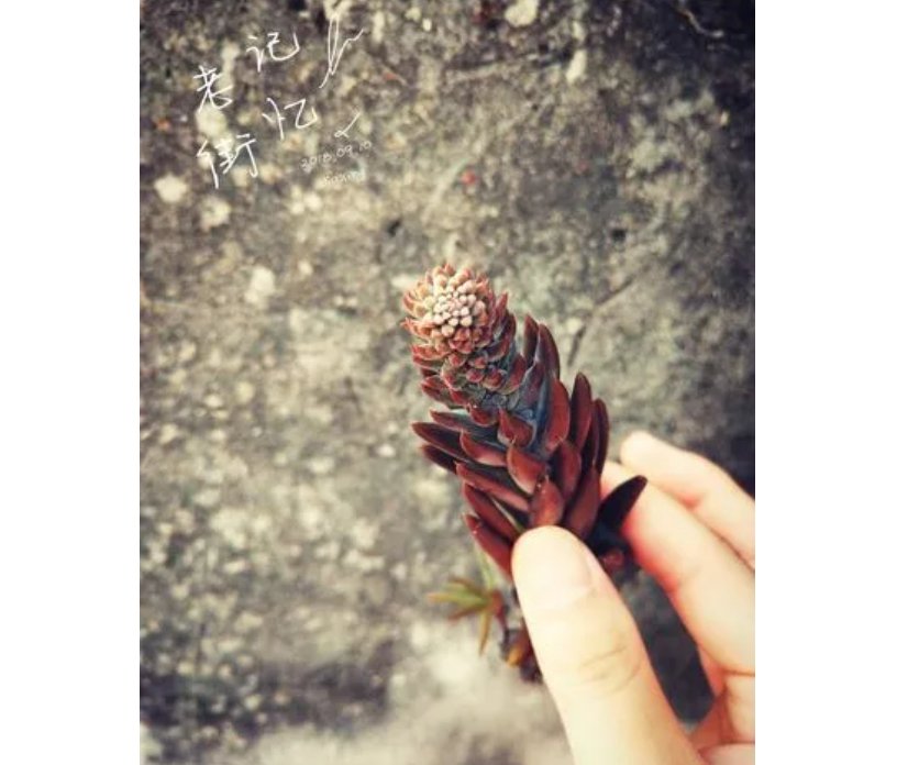 一川烟草，满城风絮，梅子黄时雨，是什么意思？
