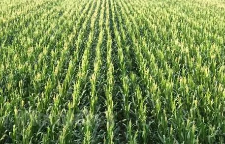 “中原粮仓”河南被推上风口，到底是谁在收购小麦青苗？