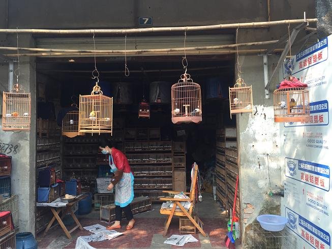 成都有哪些花鸟市场？