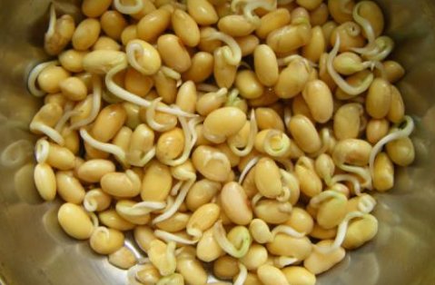 连续七天的黄豆观察记录