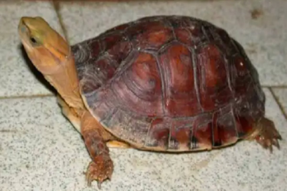 金钱龟的价格？