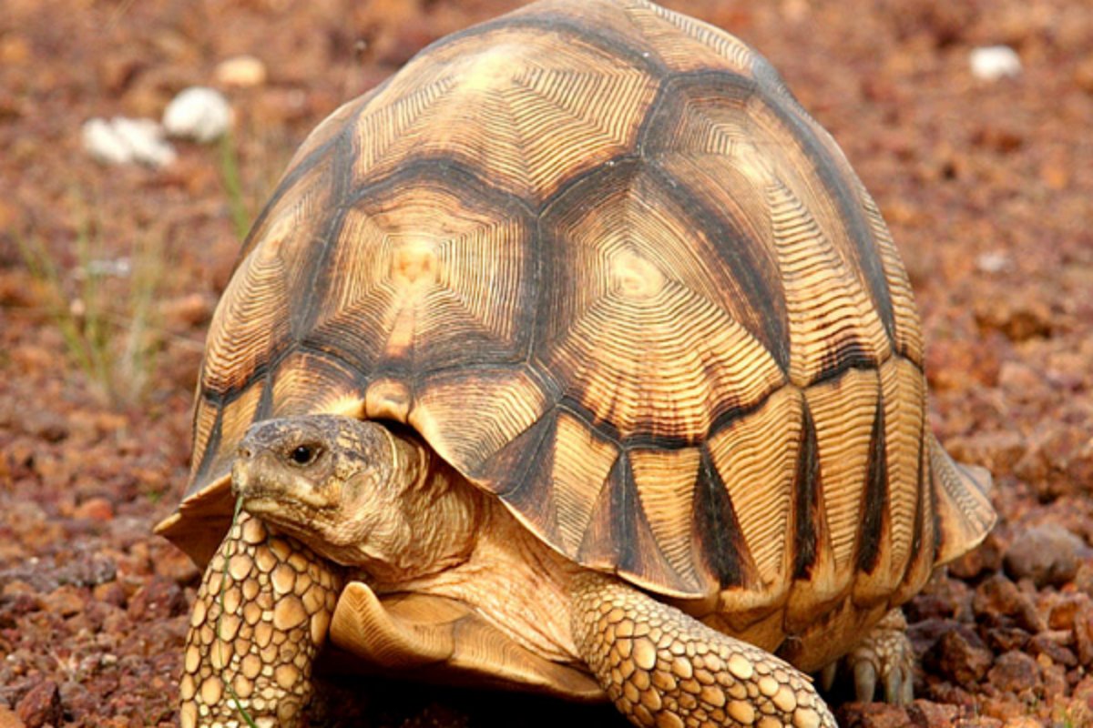 金钱龟的价格？