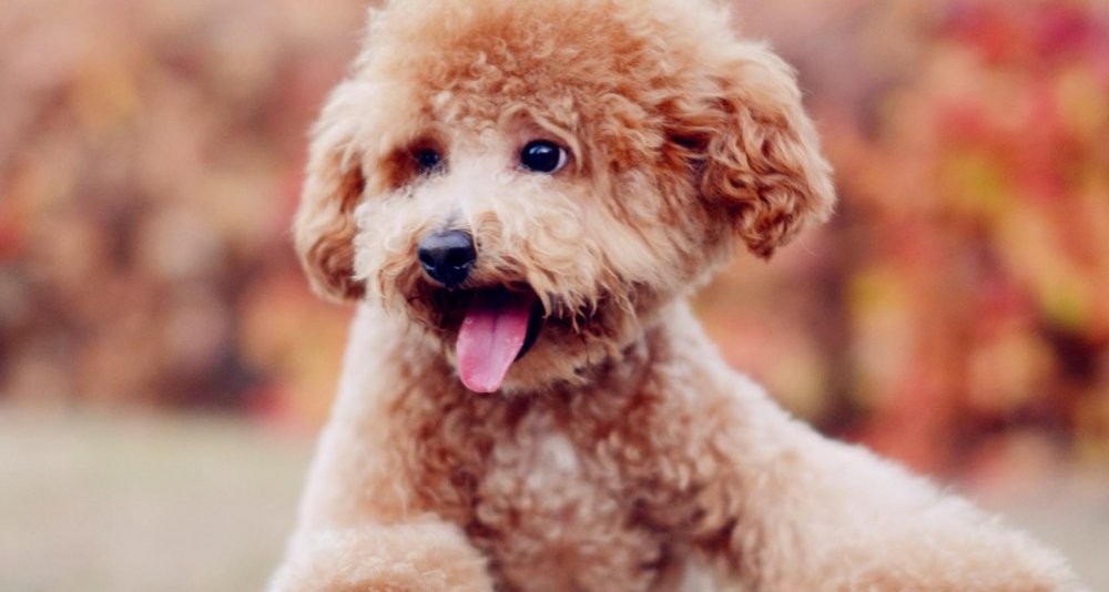 泰迪被称为“色狗”，它真的每时每刻在发情吗？