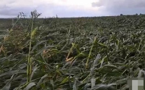 台风致吉林玉米大面积倒伏？