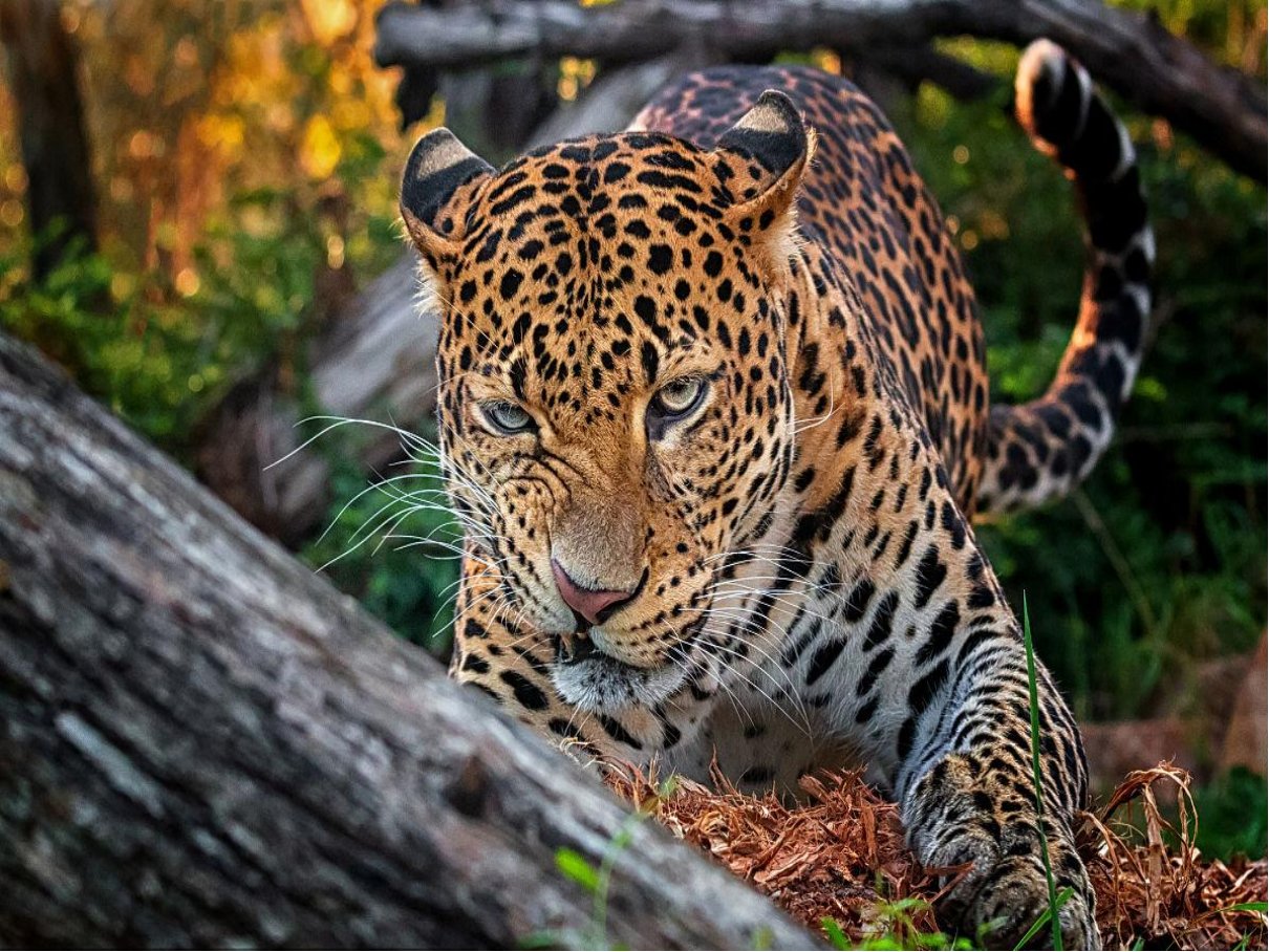 十大最强豹子排名