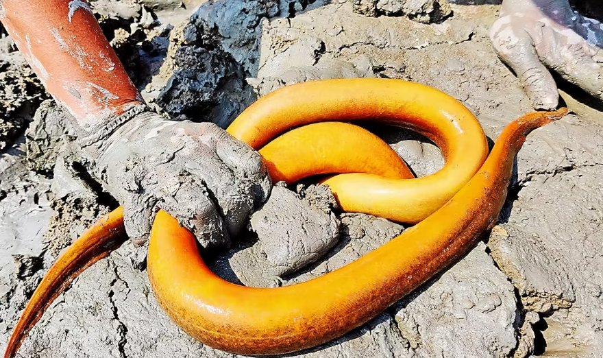 世界上最大的黄鳝