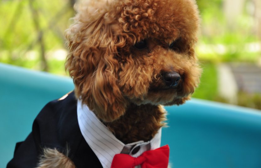 泰迪被称为“色狗”，它真的每时每刻在发情吗？