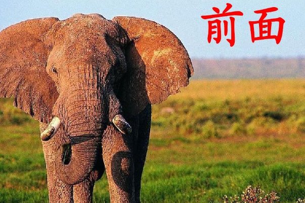 二年级称大象的方法有哪些?