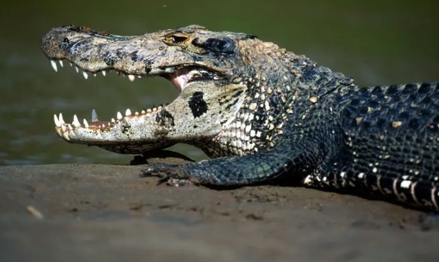 食人鱼最怕什么东西