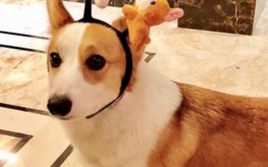 许嵩的格洛米死了吗?