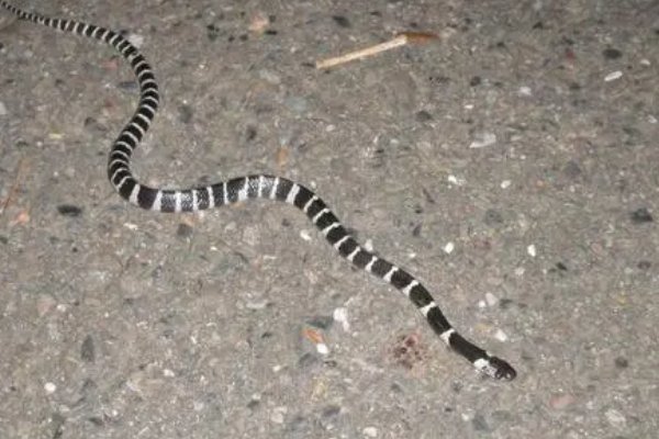 农村十大毒蛇排名