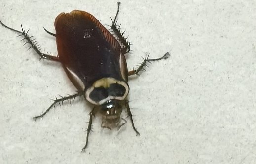 曱甴为什么叫gaza