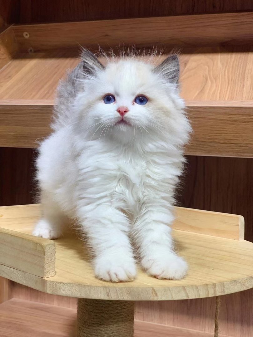 如何喂养一只猫咪？