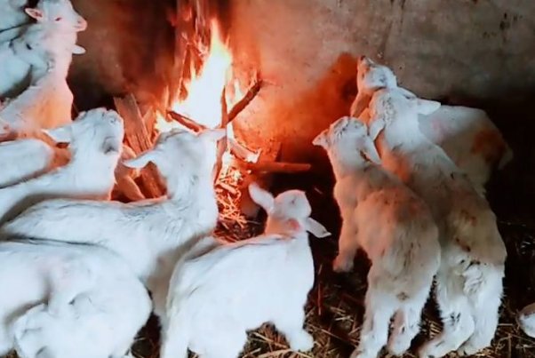 内蒙古呼伦贝尔一只叫“酸奶”的小羊是如何因为烤火而火了的?