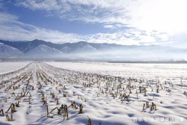 民间农谚：今冬麦盖三层被，来年枕着馒头睡。人们怎么给麦子盖被呢？