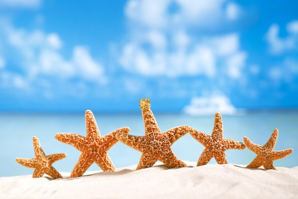 为什么海星在进食的过程中遇到捕食者就会把胃扔掉?