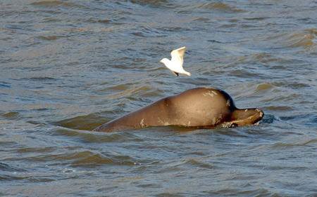 北瓶鼻鲸的分布范围