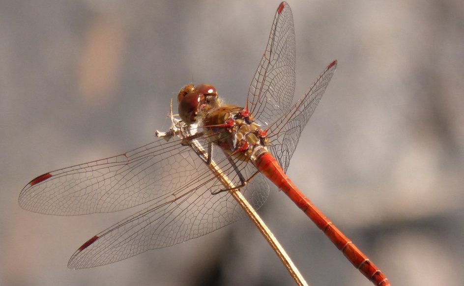 蜓的组词和部首和拼音
