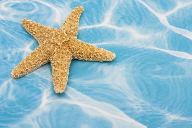 为什么海星在进食的过程中遇到捕食者就会把胃扔掉?