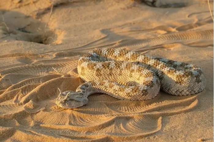 世界上最奇怪的4种蛇