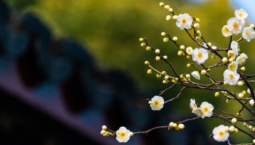 梅花象征着哪种人