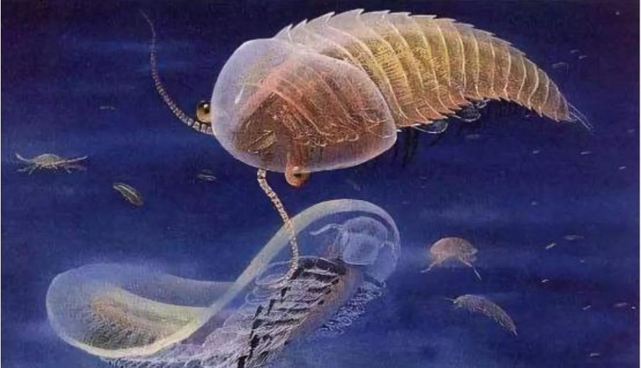 学者发现5亿多年前四不像动物，此次发现有何意义何价值？