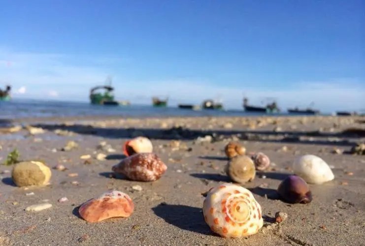 安徽一女子吃海螺疑吃出海螺珠，海螺珠的价值究竟有多高？