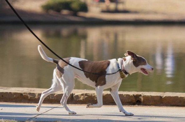 男子遛狗不拴绳被罚款2500元,你支持遛狗不牵绳被罚款吗?