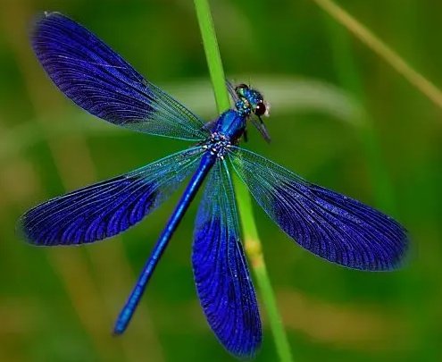 蜓的组词和部首和拼音