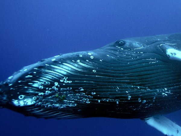 座头鲸会用哪种方式捕捞