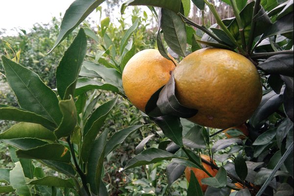 “泡药”沃柑安全间隔期被忽视，为何水果被泡过药后才上市？