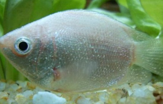 鱼缸里的鱼为什么会死