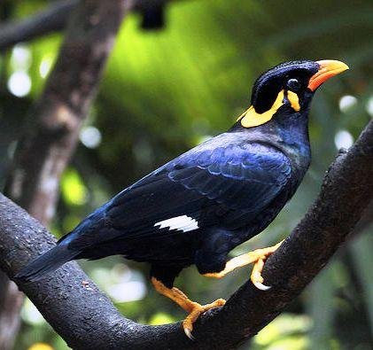 鹩哥越南鸟与海南鸟外形有什么区别