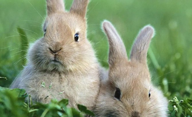 关于小白兔的资料说明文